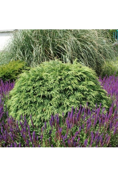 Кипарисовик низькорослий Глобоза в ландшафті